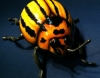 Beetle Sculpture