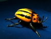 Beetle Sculpture